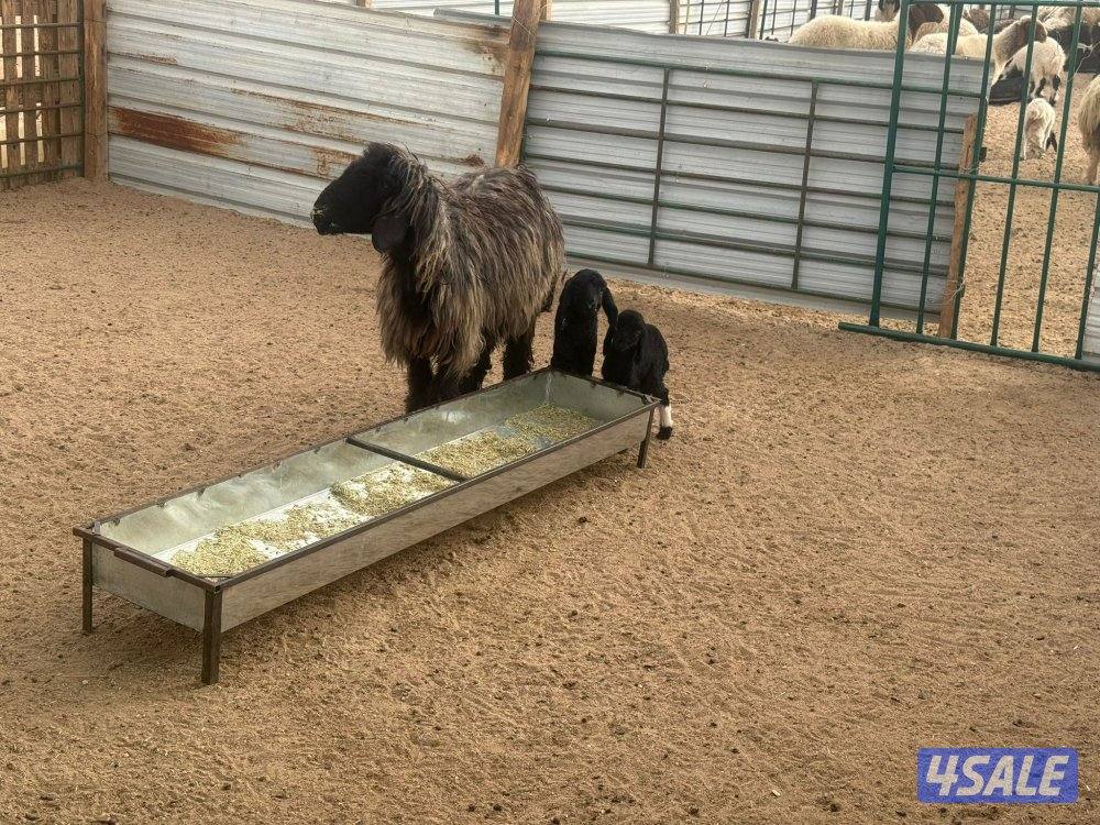 للبيع غنم عرب مضاريع2