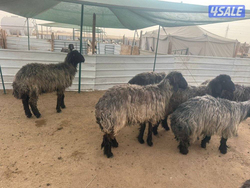 للبيع غنم عرب مضاريع3
