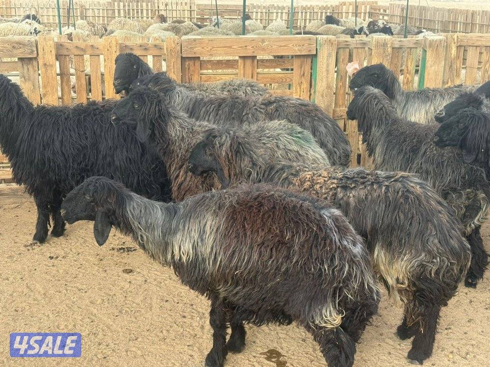 للبيع غنم عرب مضاريع4