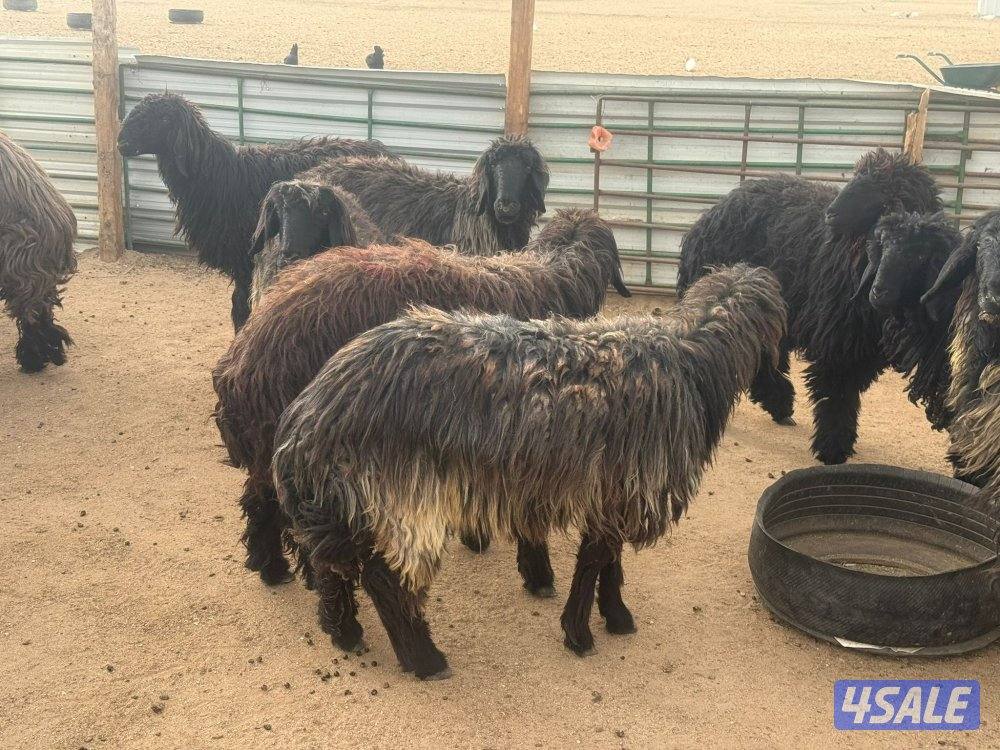 للبيع غنم عرب مضاريع6