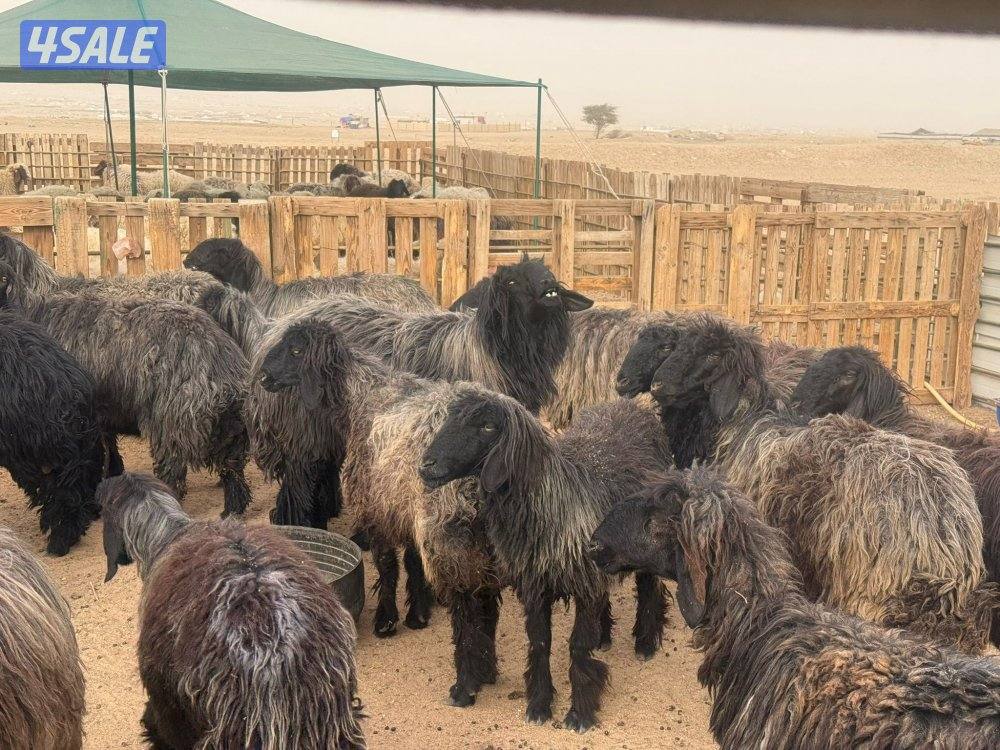 للبيع غنم عرب مضاريع5