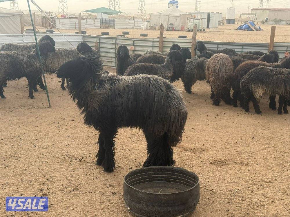 للبيع غنم عرب مضاريع8
