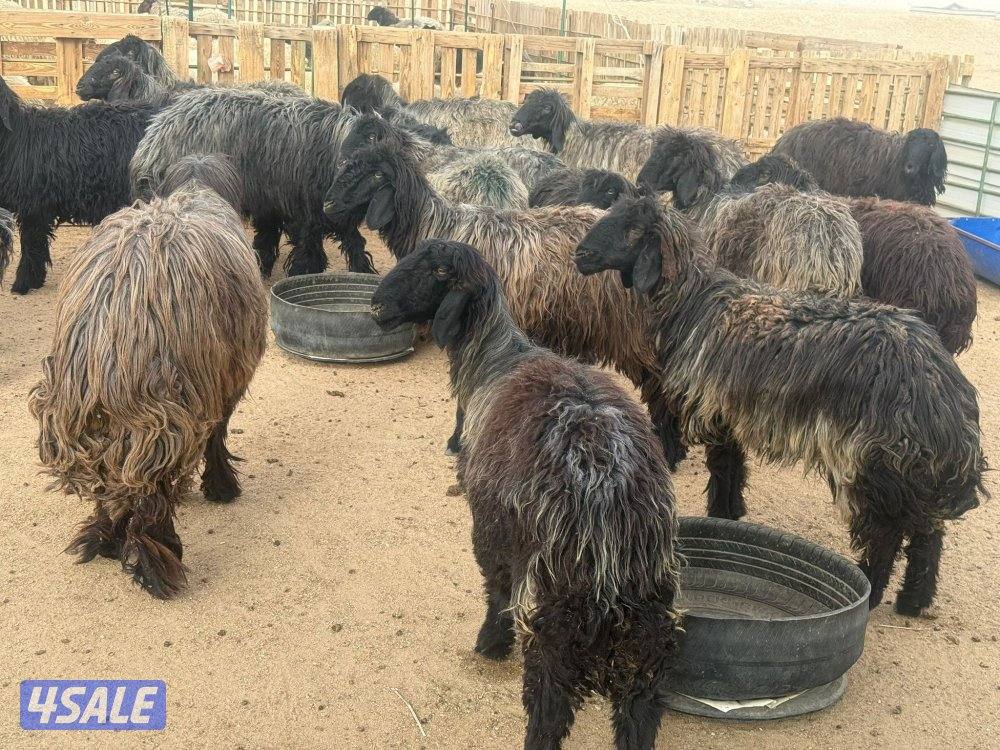 للبيع غنم عرب مضاريع9