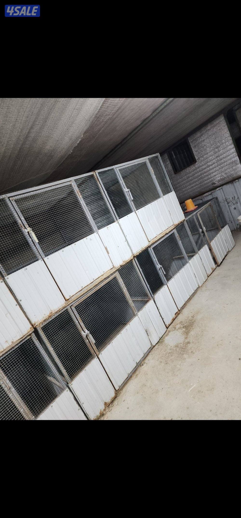 دجاج .خانات .فري0