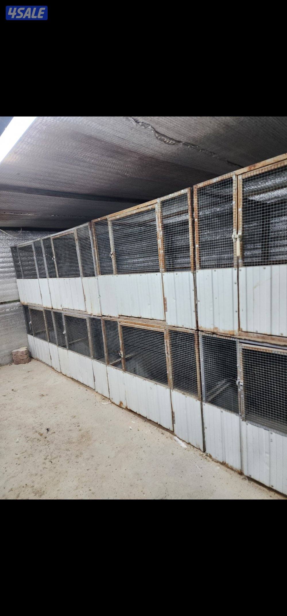 دجاج .خانات .فري1