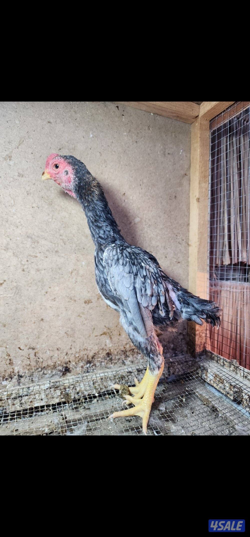 دجاج .خانات .فري2