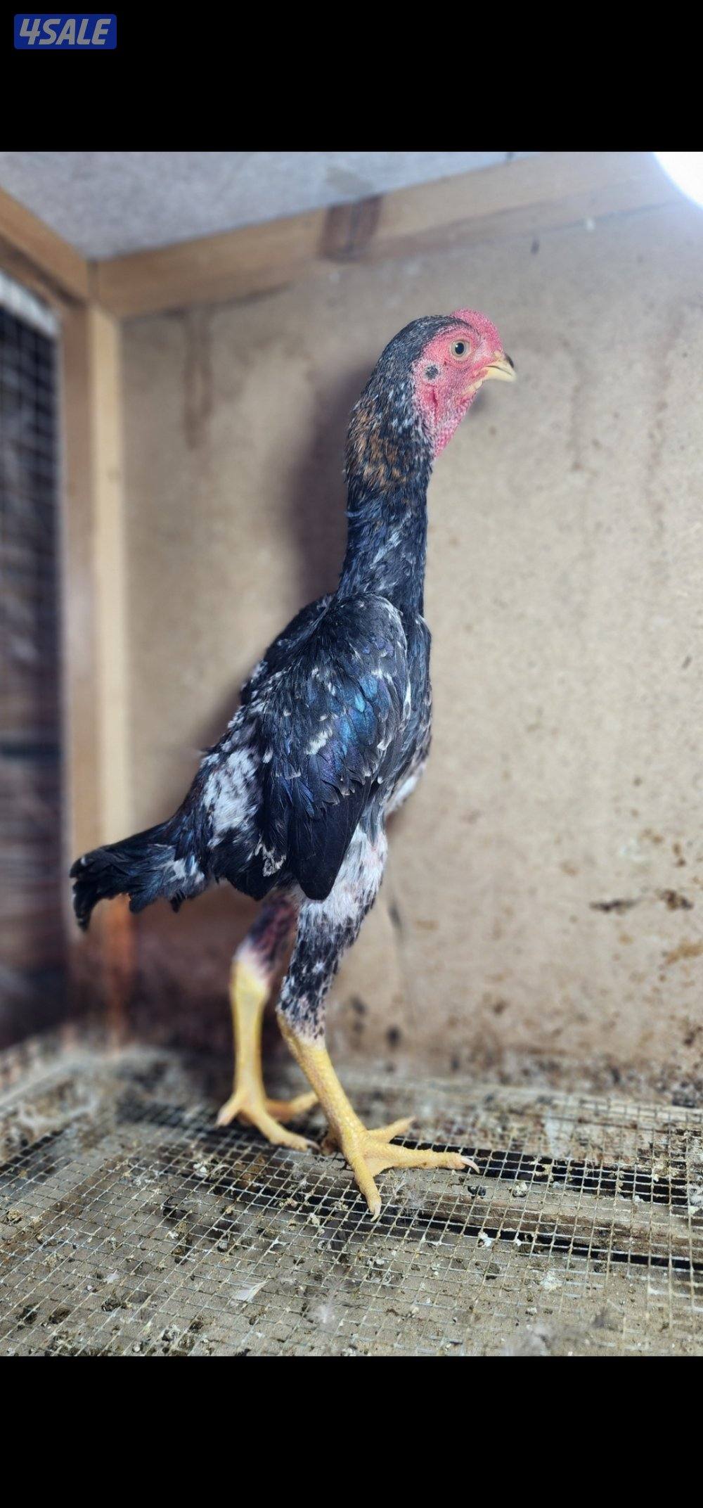 دجاج .خانات .فري3