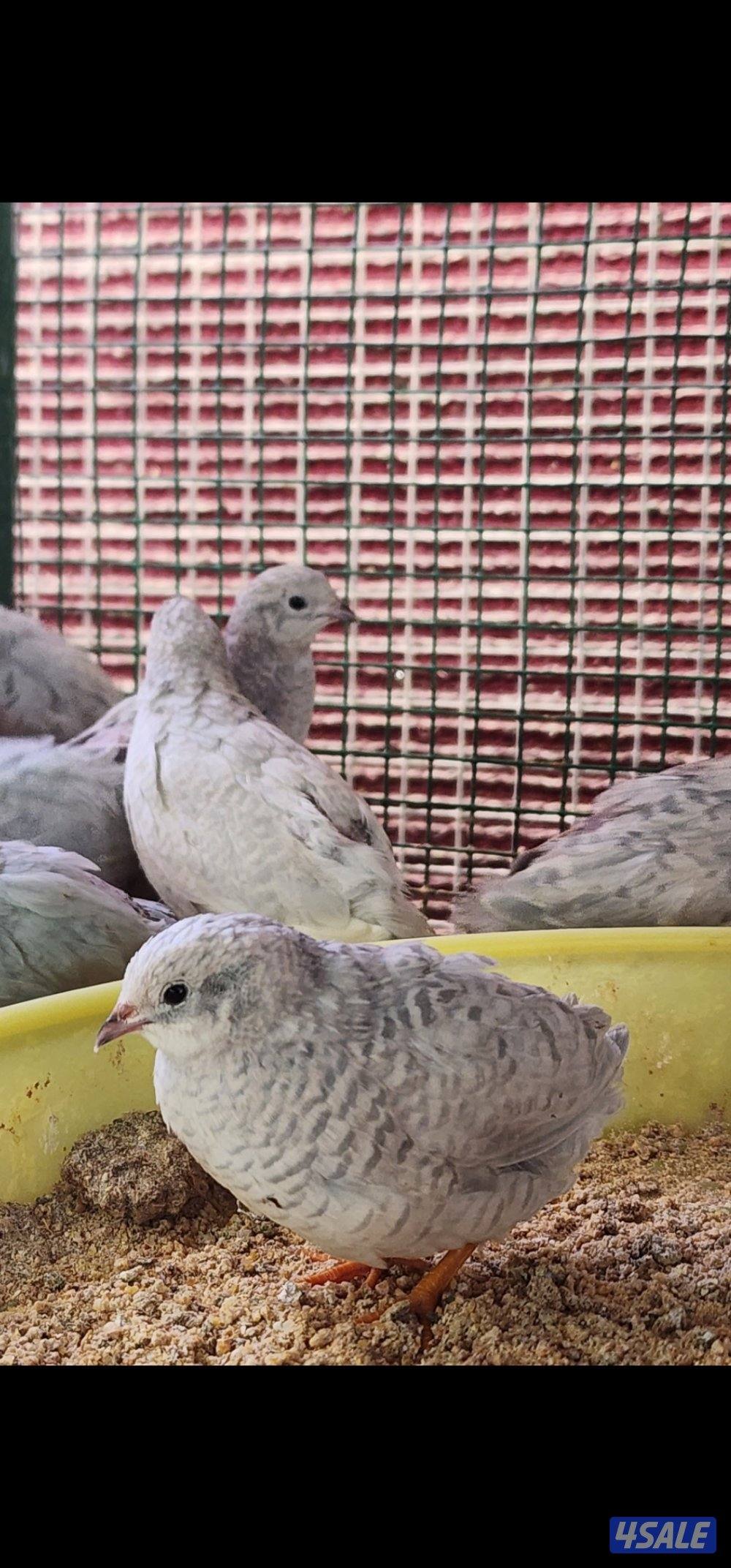 دجاج .خانات .فري4