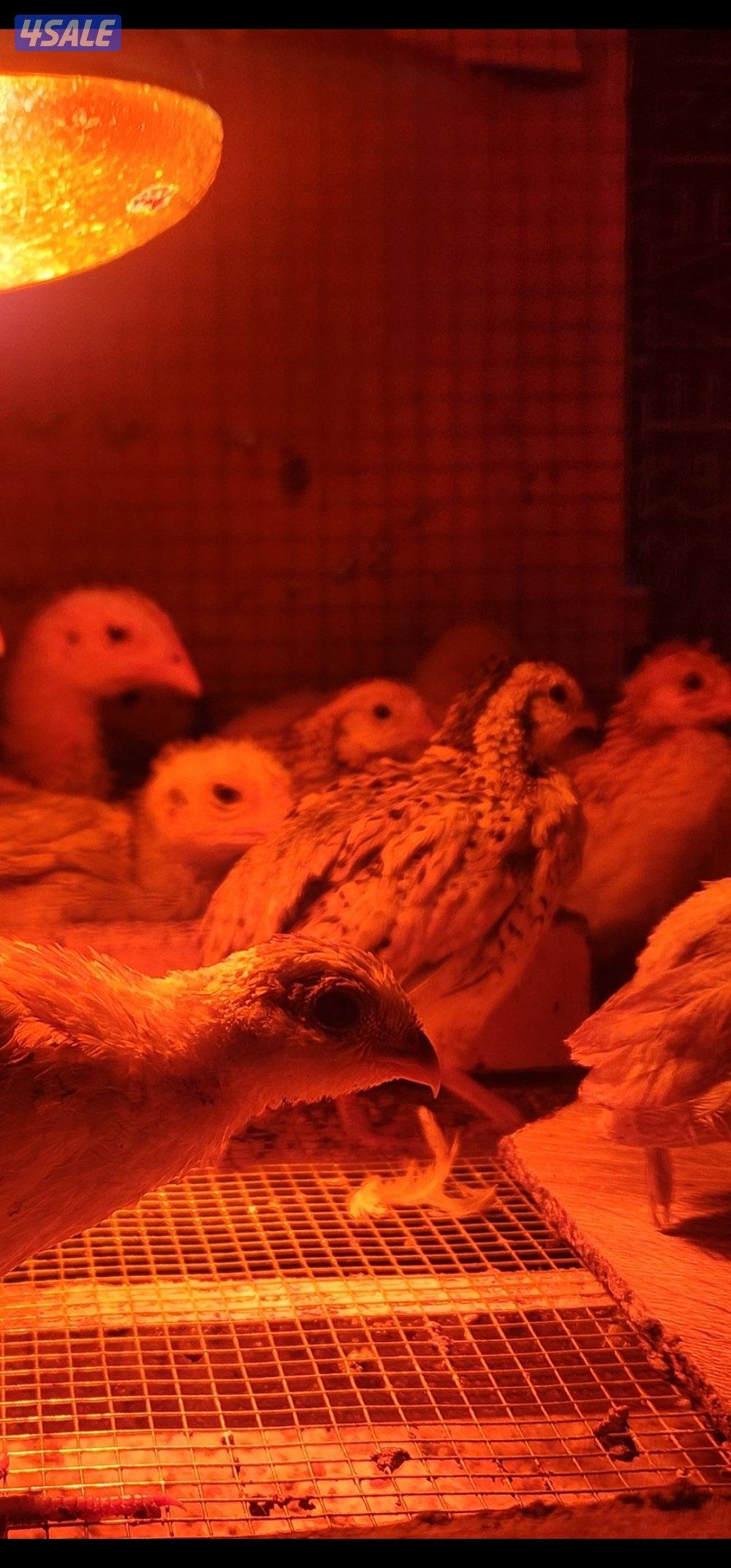 دجاج .خانات .فري5