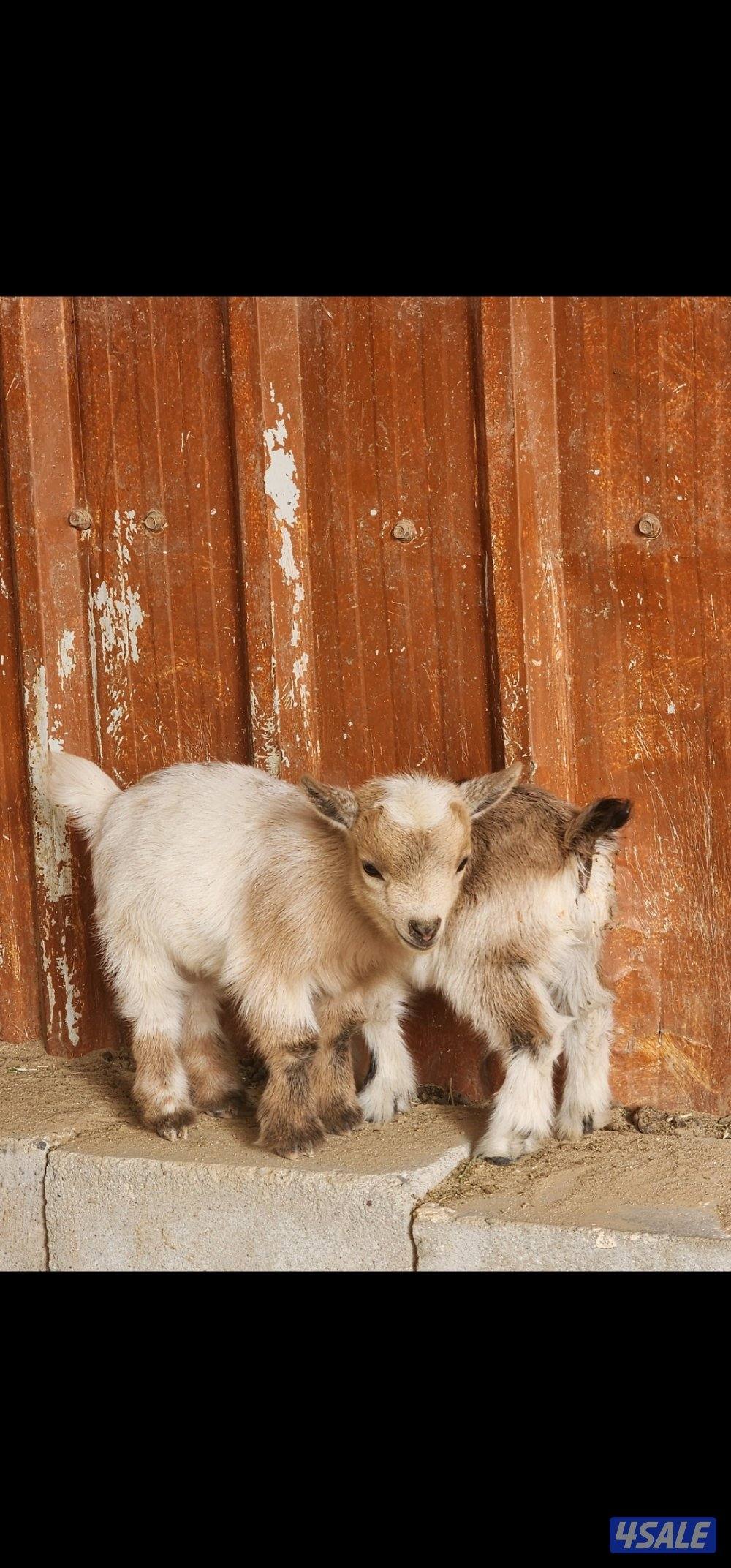 جفره جيكيه0