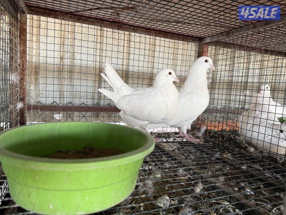 مزارع الوفرة طريق 7000