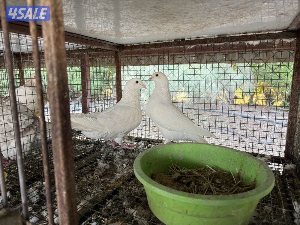 مزارع الوفرة طريق 7001