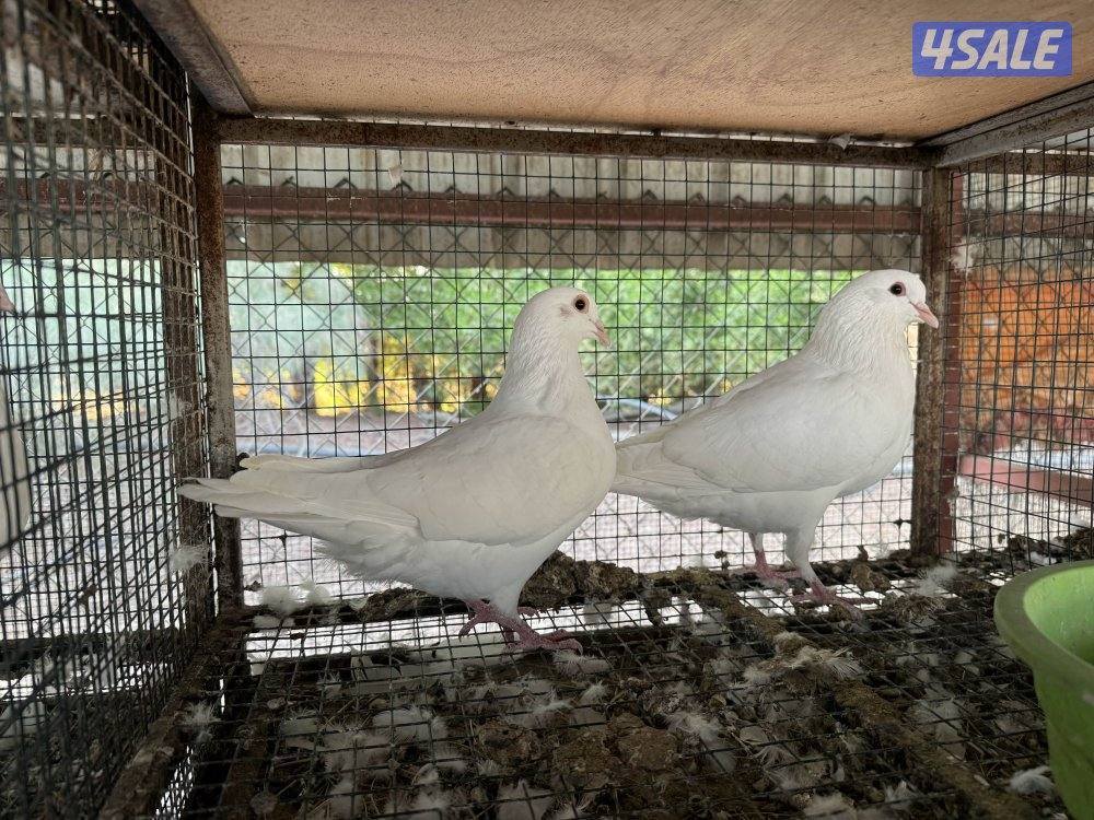 مزارع الوفرة طريق 7002