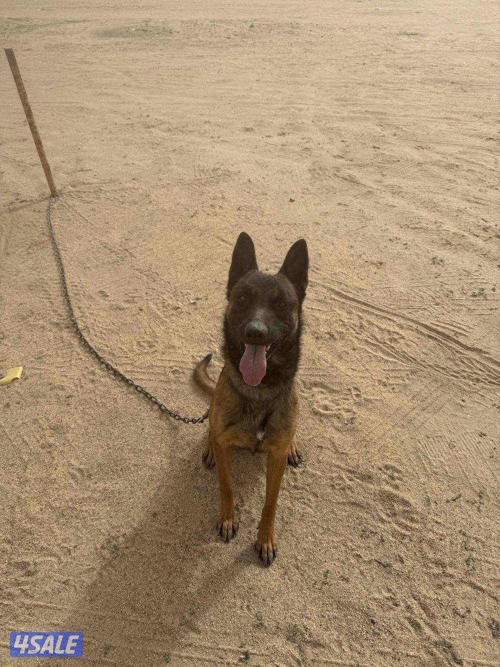 للبيع ذكر مالينو العمر ثمان شهور1