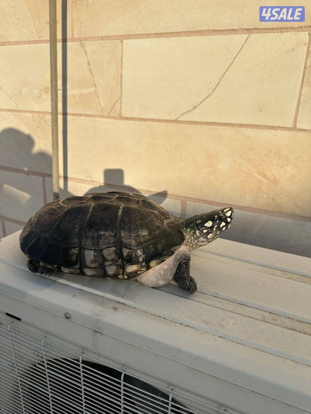 نثيه spotted p pound turtles 🐢 🥚 شرط البيض1