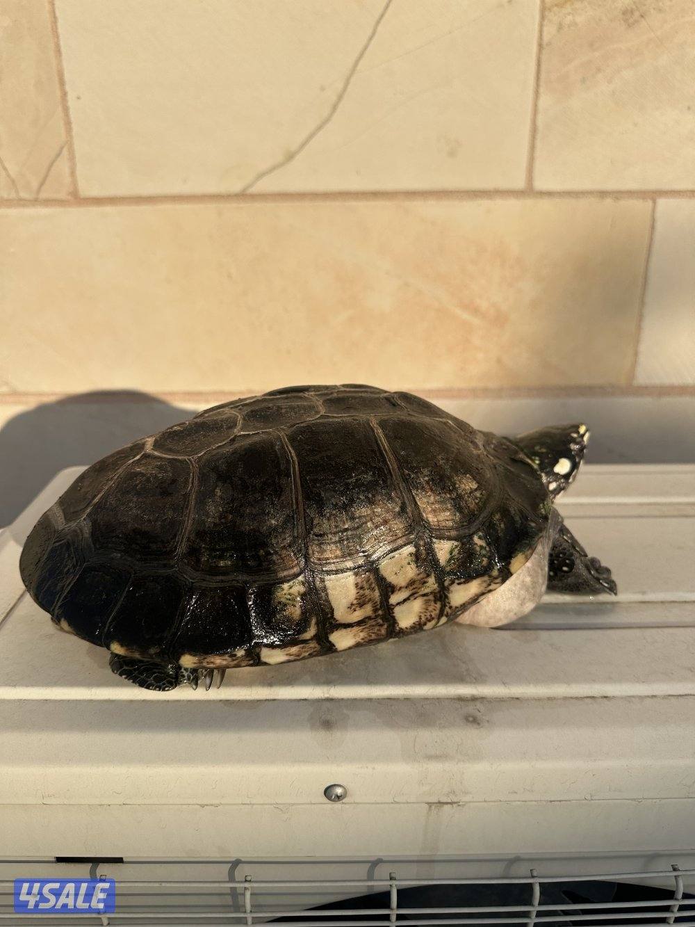 نثيه spotted p pound turtles 🐢 🥚 شرط البيض2