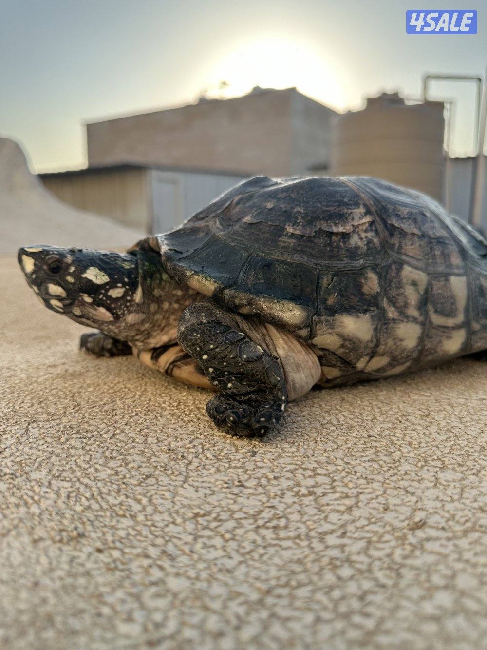 نثيه spotted p pound turtles 🐢 🥚 شرط البيض3