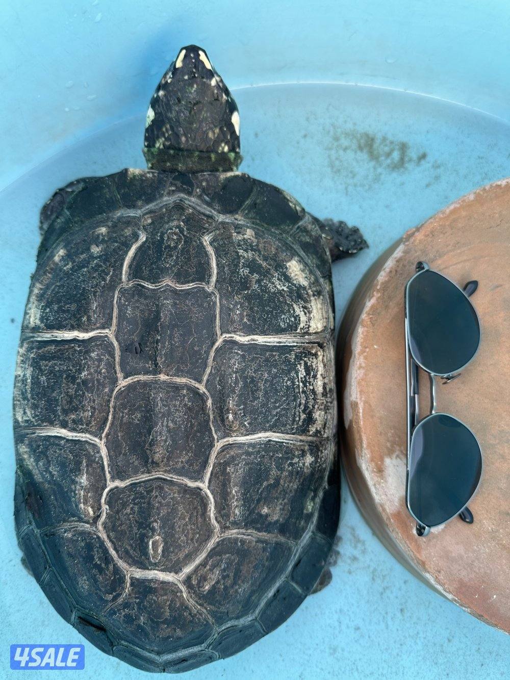 نثيه spotted p pound turtles 🐢 🥚 شرط البيض4
