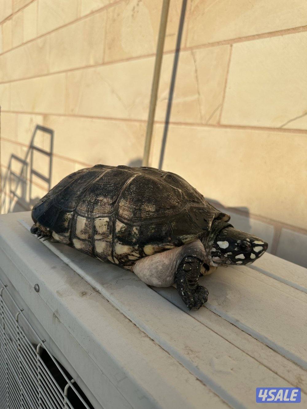 نثيه spotted p pound turtles 🐢 🥚 شرط البيض5