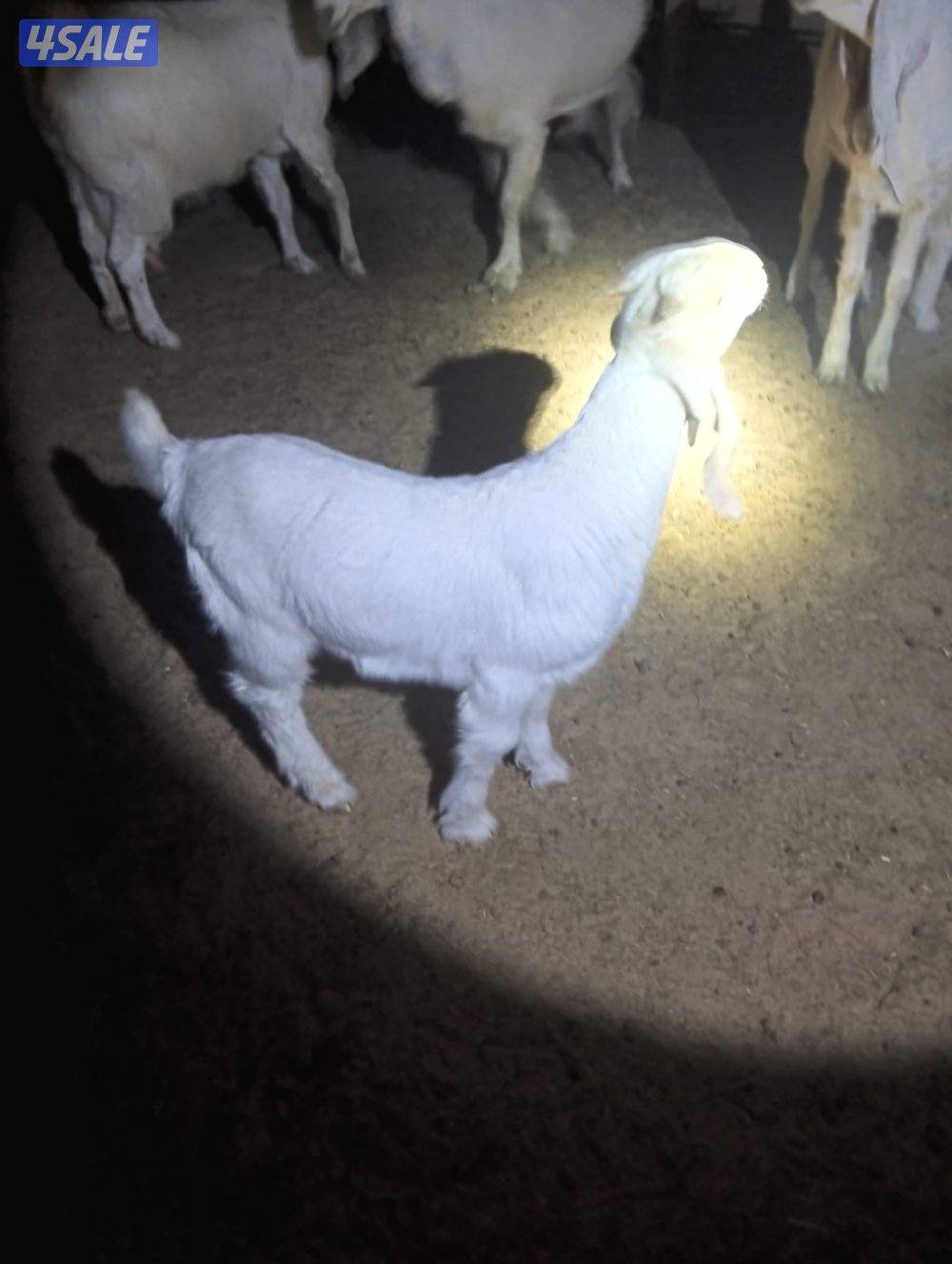 تيوس ذبايح بيض0