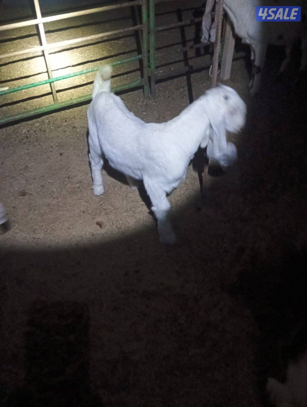 تيوس ذبايح بيض1