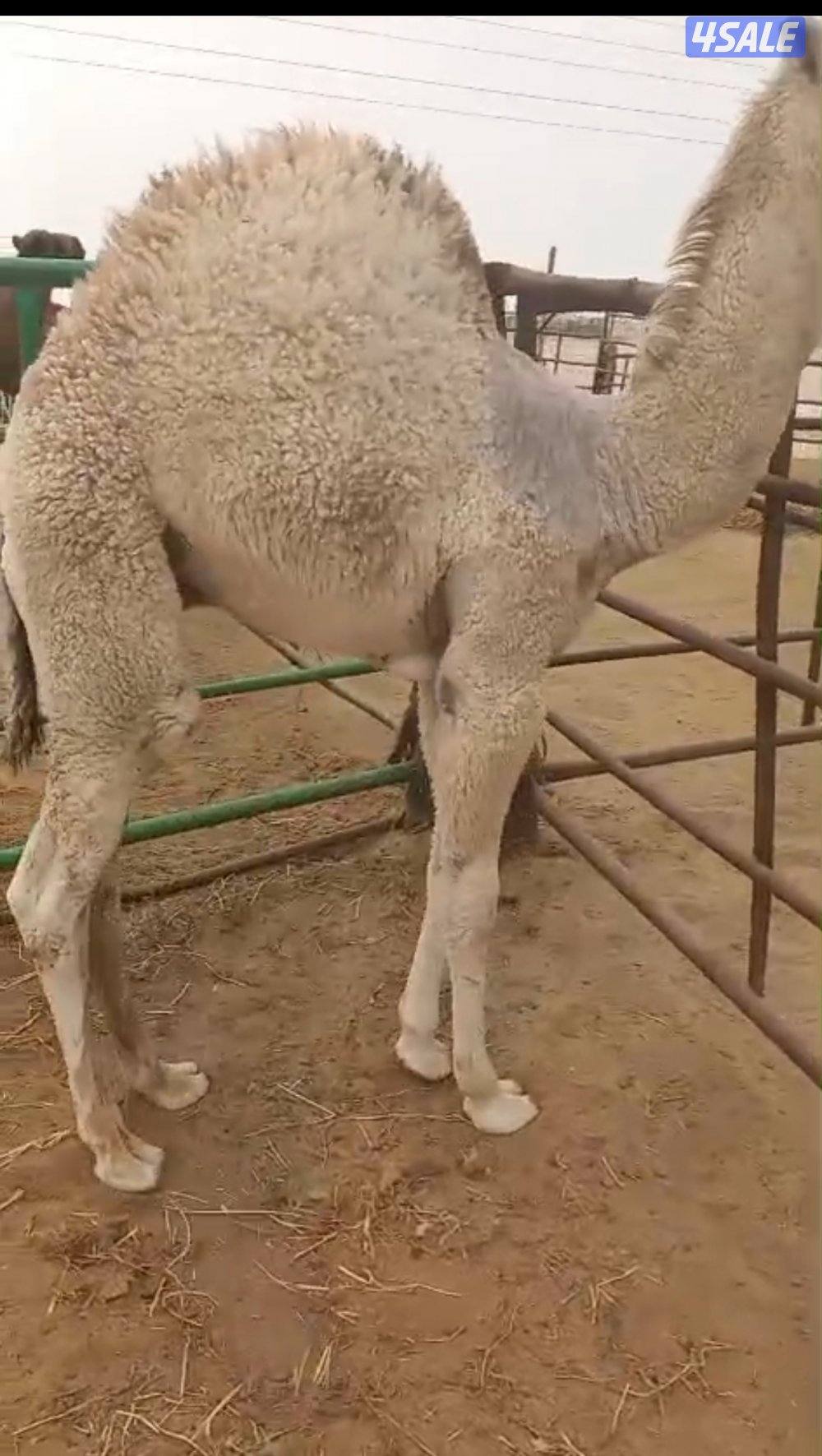 بيع وشراء القعدان المحلية  الفاخره1