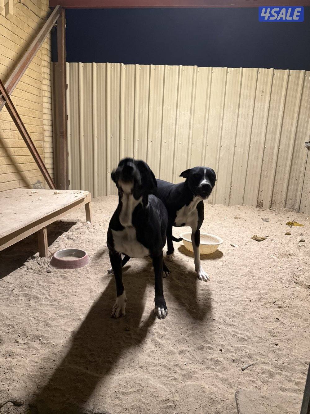 مكس بيتبول بولي كوتا0