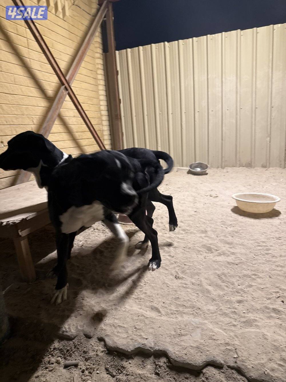 مكس بيتبول بولي كوتا2