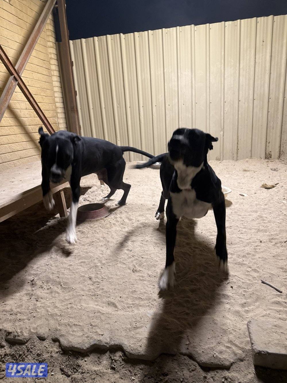 مكس بيتبول بولي كوتا3