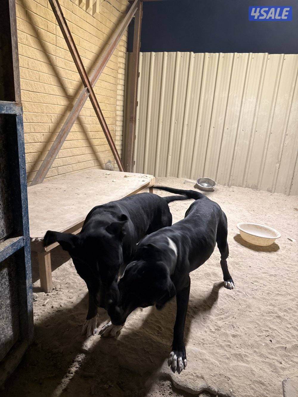 مكس بيتبول بولي كوتا4