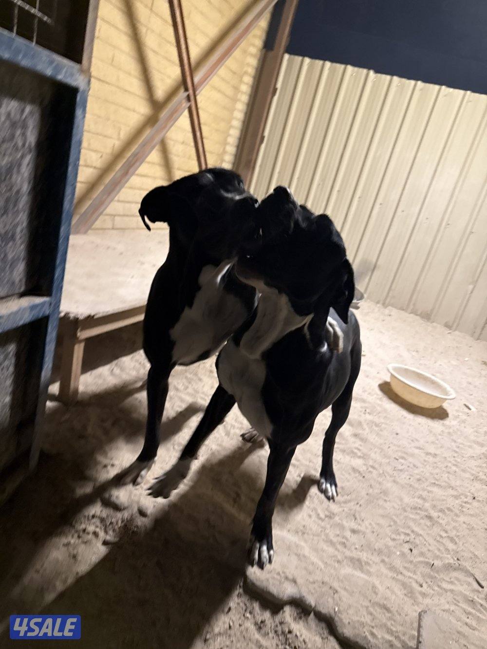 مكس بيتبول بولي كوتا5