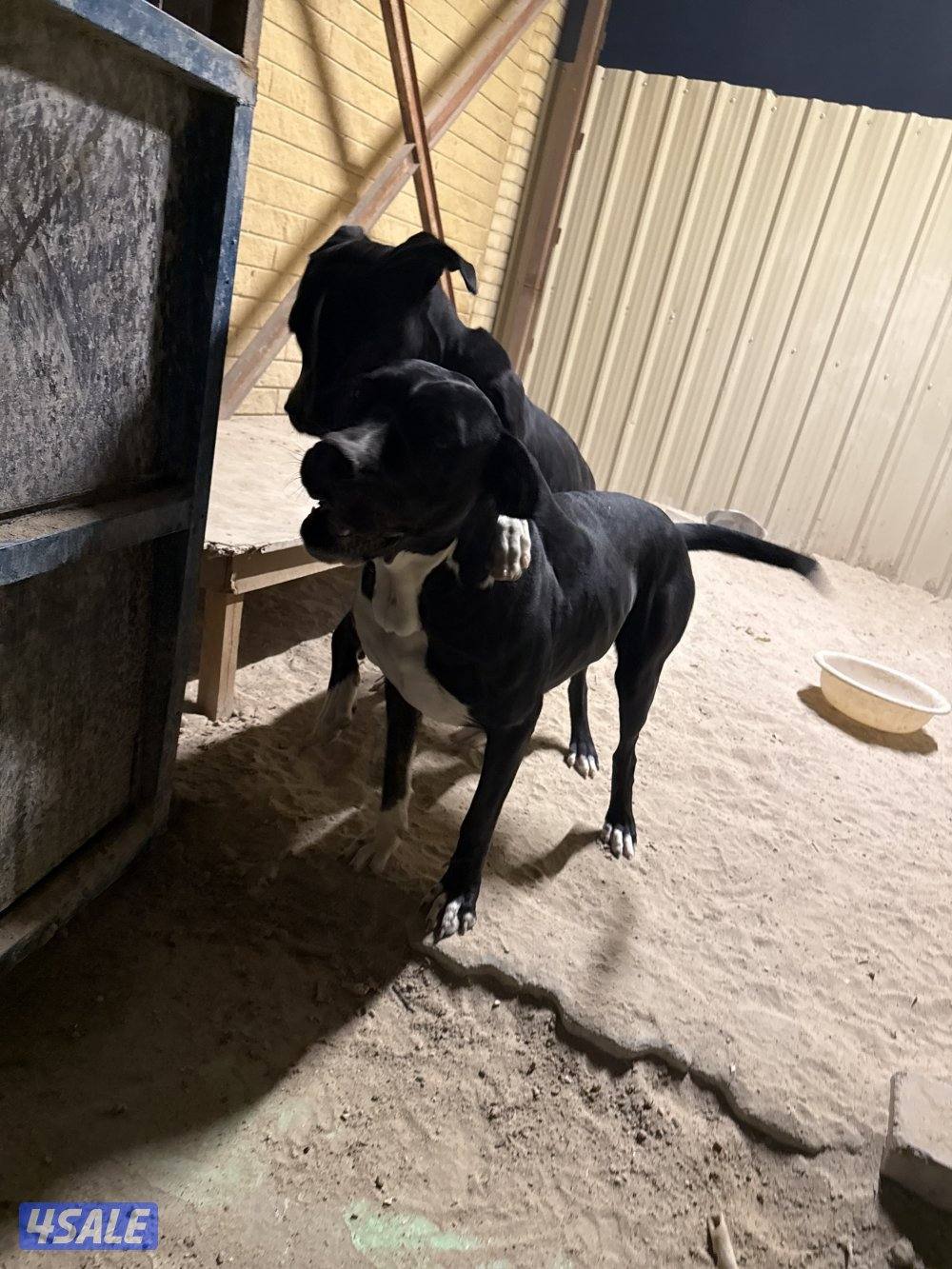 مكس بيتبول بولي كوتا6