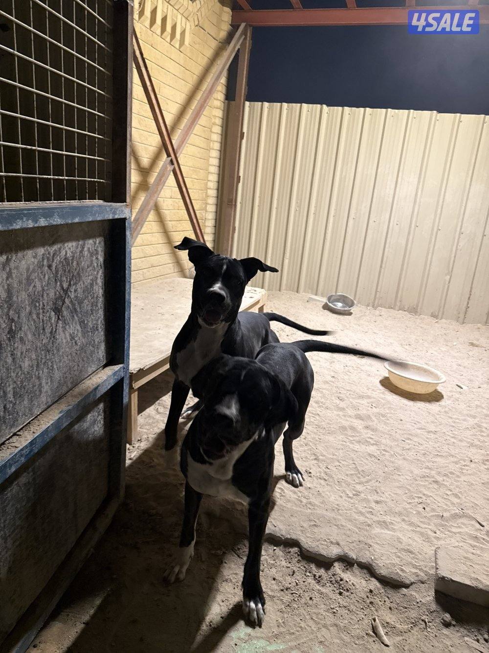 مكس بيتبول بولي كوتا8