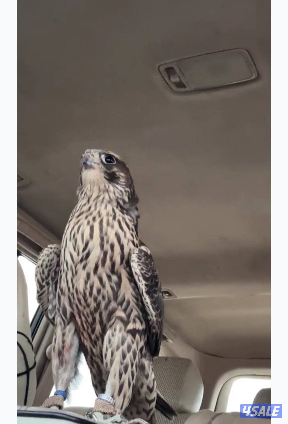 جير تبع فرخ0