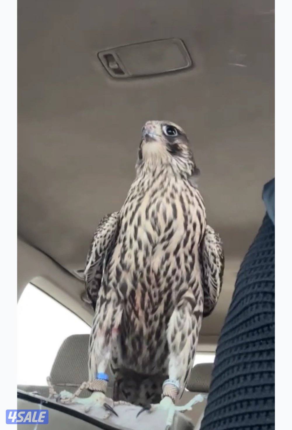 جير تبع فرخ1