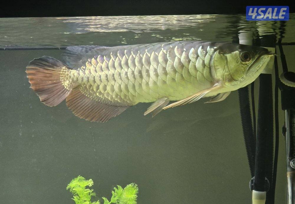 اروانه قولد وباروت0