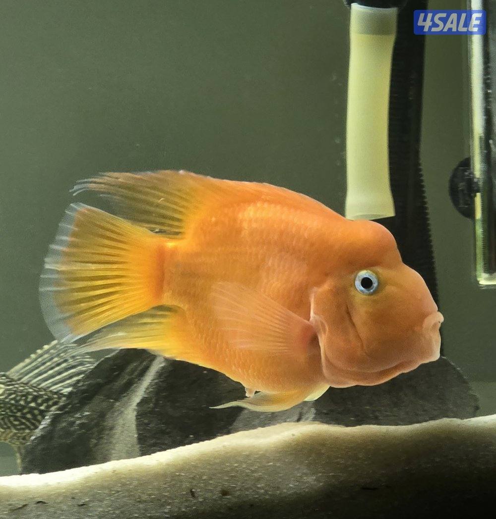 اروانه قولد وباروت1