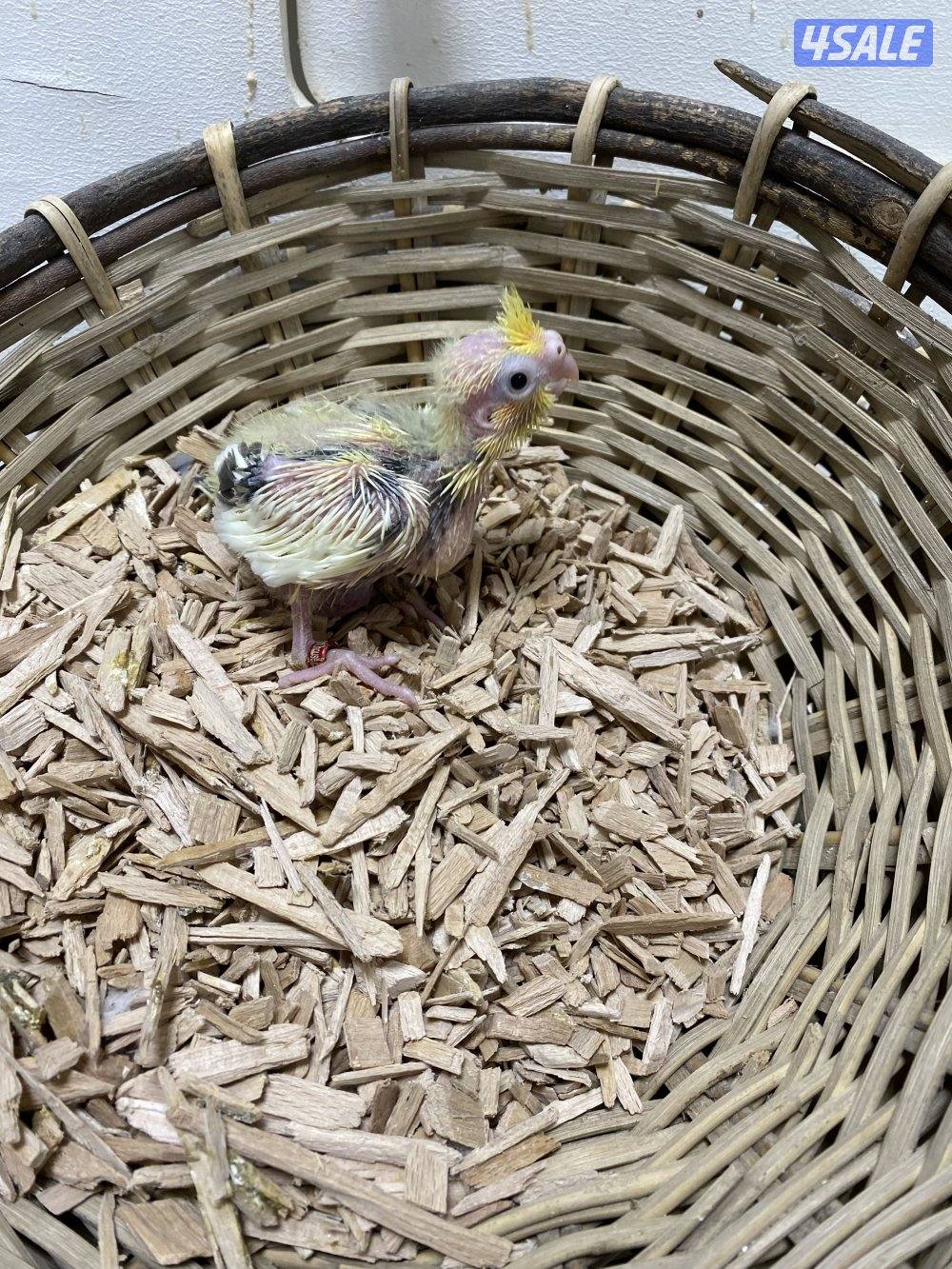 فروخ كروان انتاج الكويت0