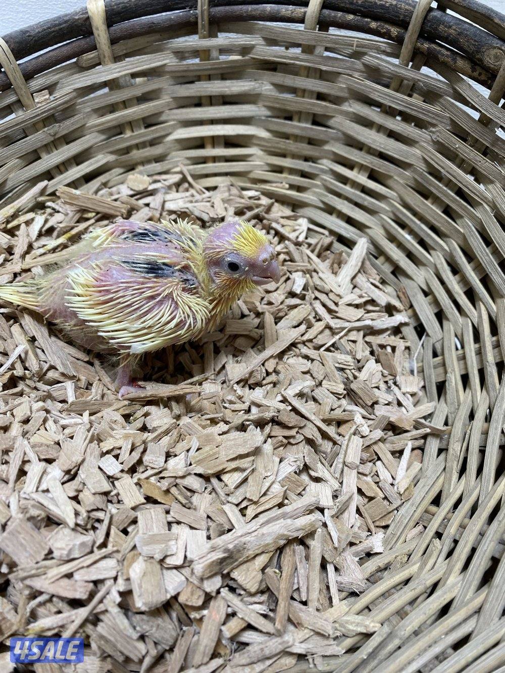 فروخ كروان انتاج الكويت1