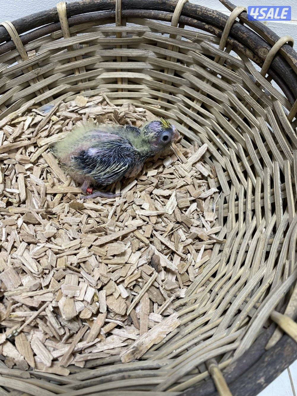 فروخ كروان انتاج الكويت2