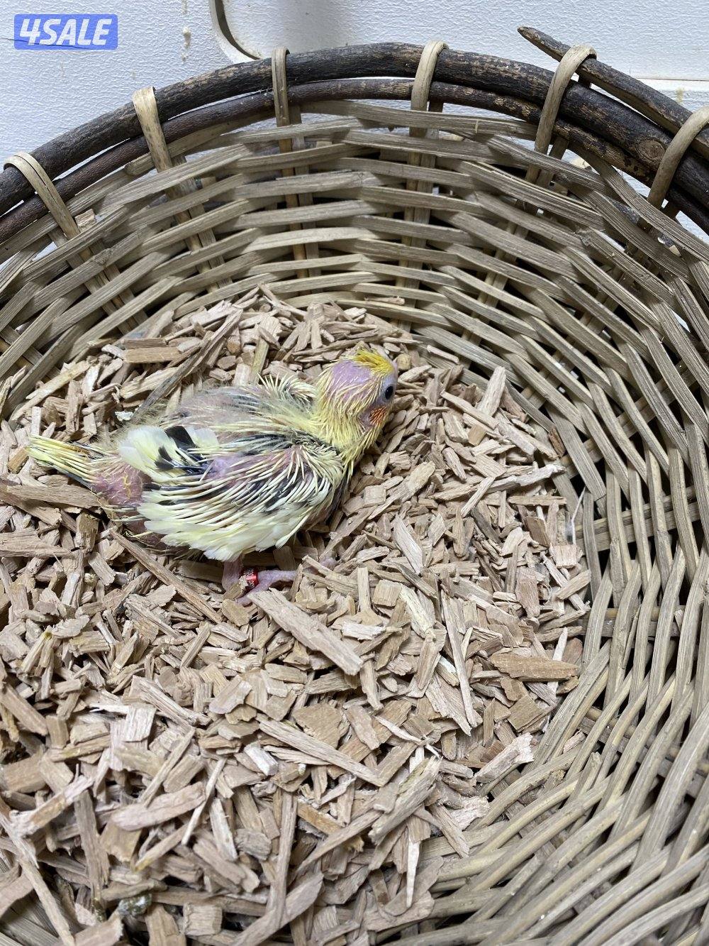 فروخ كروان انتاج الكويت3