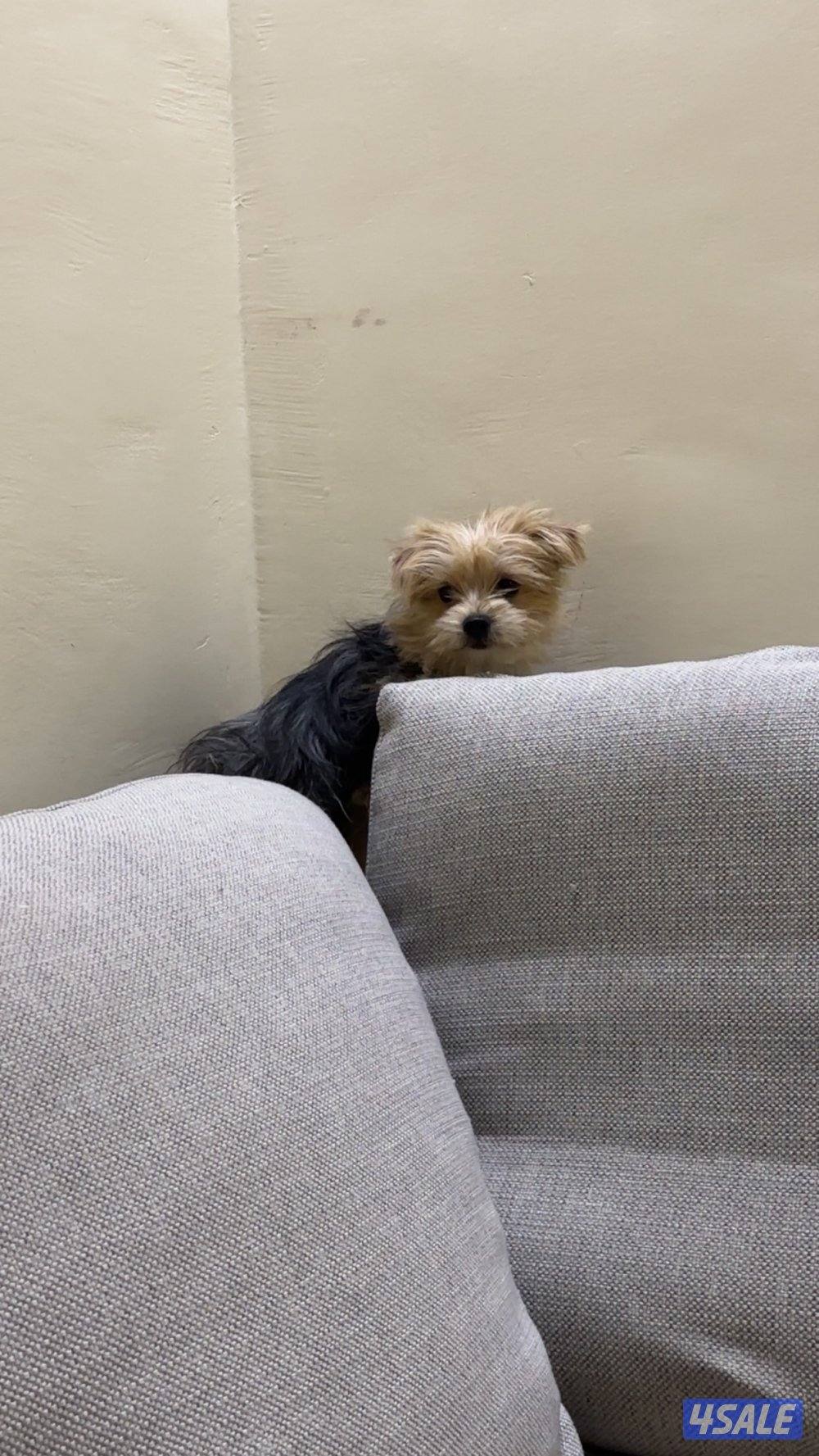 بيعه سريعه يورك شاير و بومرينين2