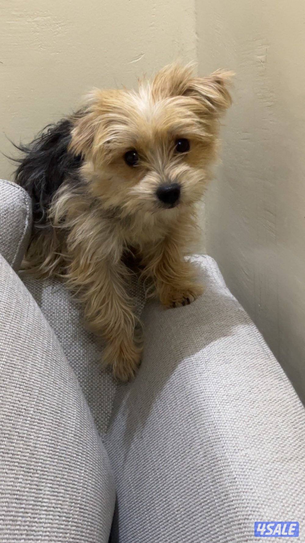 بيعه سريعه يورك شاير و بومرينين3