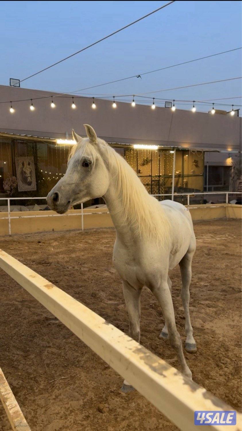 حصان مصري فحل0