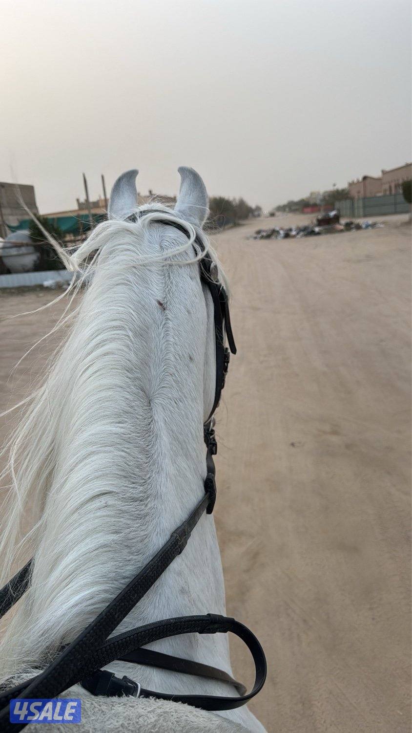 حصان مصري فحل2