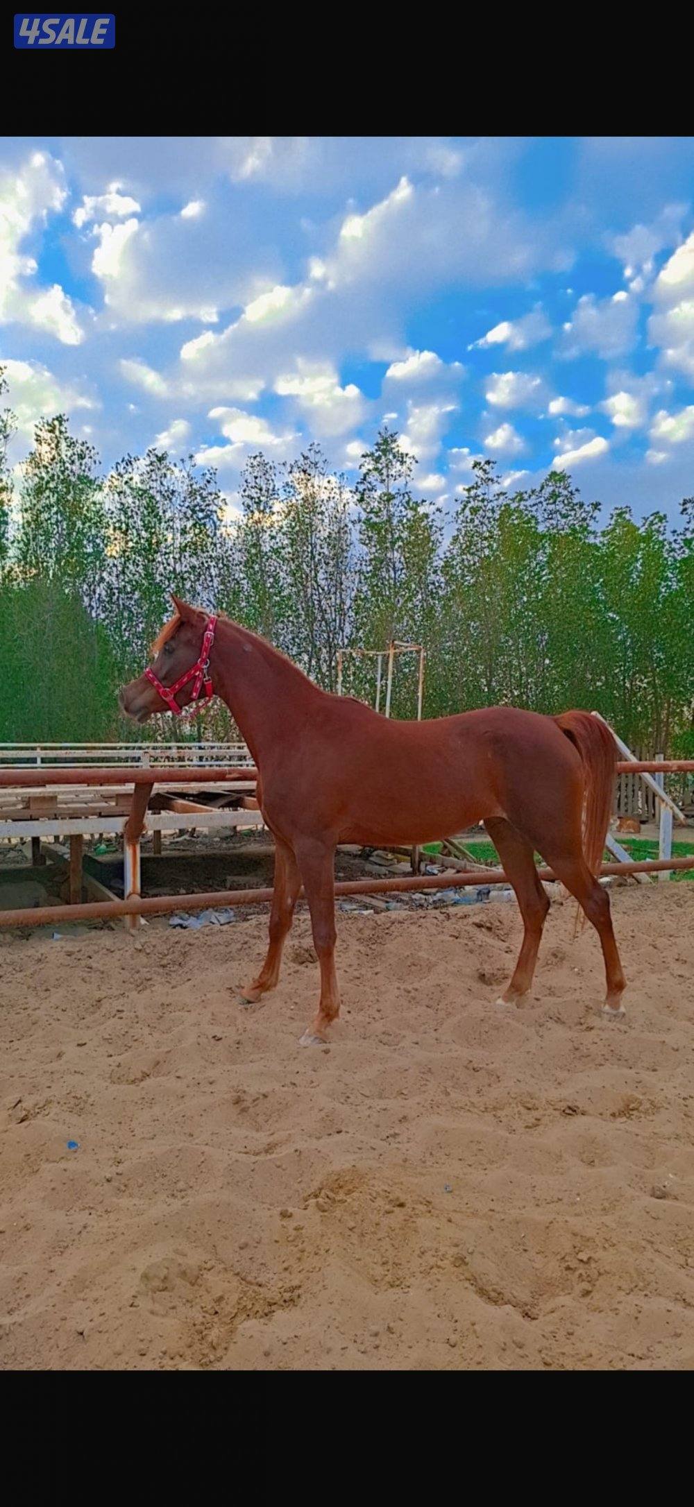 للبيع فرس مصريه0