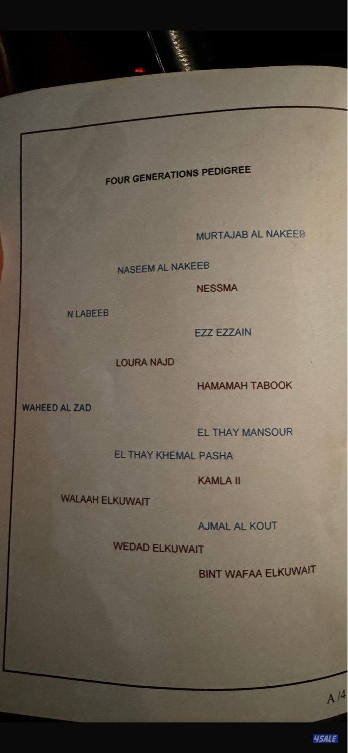 حصان مصري فحل3