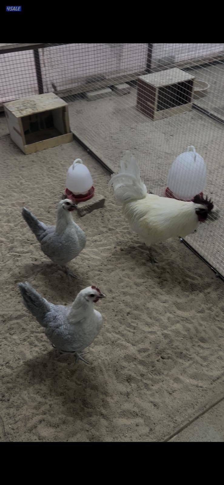 للبيع بيض فيومي اللوان طبق البيض 30 بيضه0