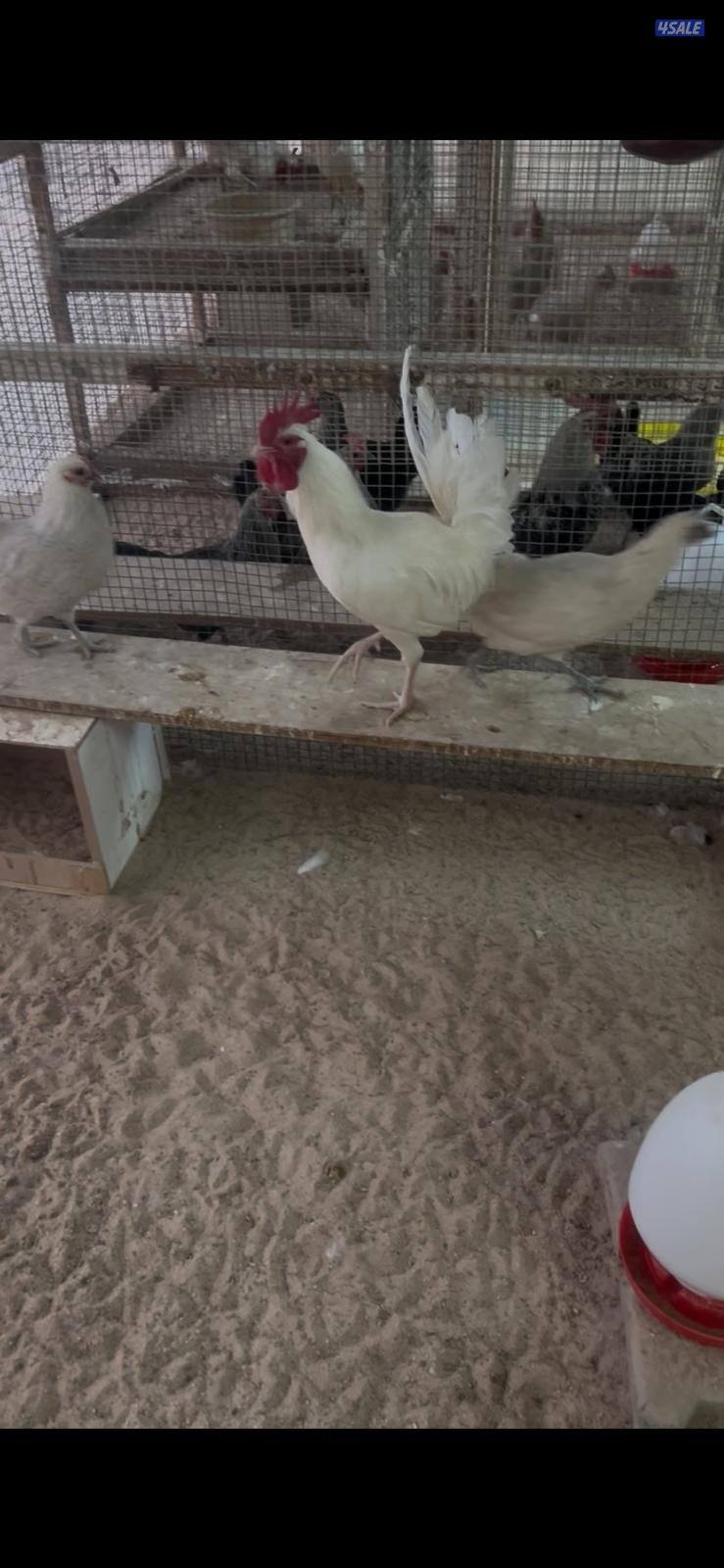 للبيع بيض فيومي اللوان طبق البيض 30 بيضه1