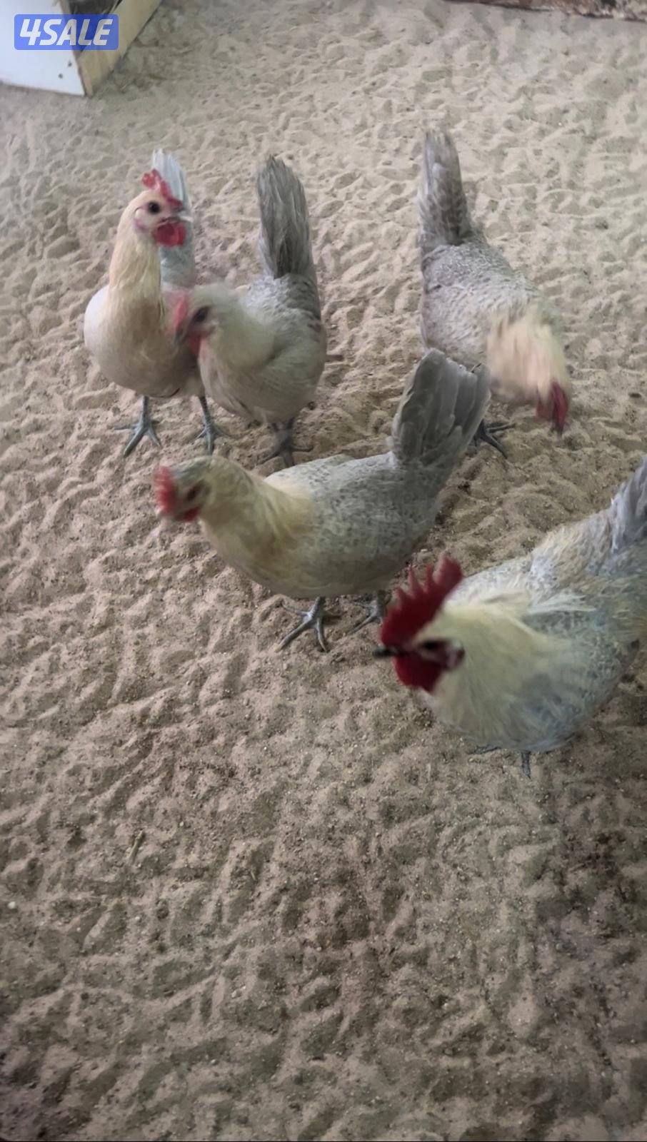 للبيع بيض فيومي اللوان طبق البيض 30 بيضه2